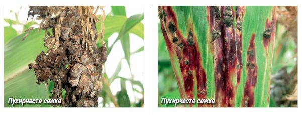 Болезни кукурузы ?: фото, чем обрабатывать, меры борьбы с диплодиозом, гельминтоспориозом | qlumba.com
