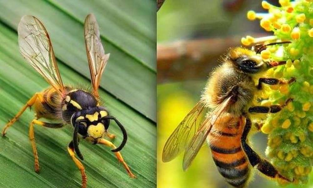 Чем отличается пчела от осы: фото примеры, укусы, внешние признаки