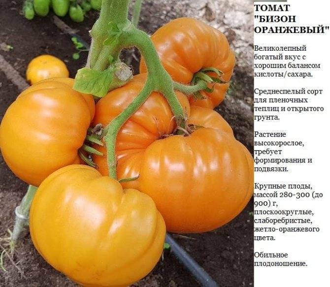 Характеристика и описание сорта томатов «оранжевый слон»