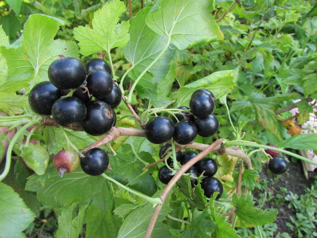 Сорт крупноплодной чёрной смородины экзотика: внешний вид и описание сорта, фото, отзывы