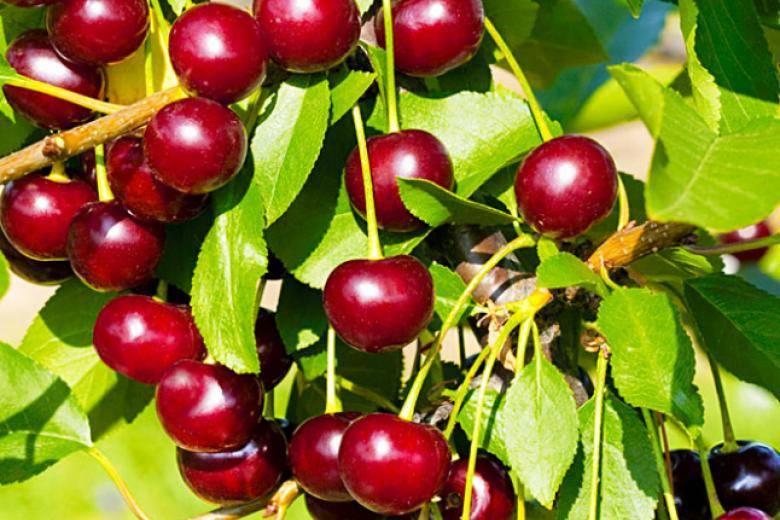 Описание сорта вишни брусницына характеристики урожайности и морозоустойчивости