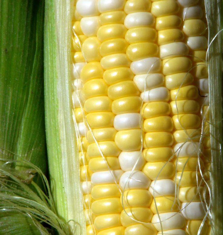 Как собирать кукурузу и где это лучше делать? рекомендации на ydoo.info