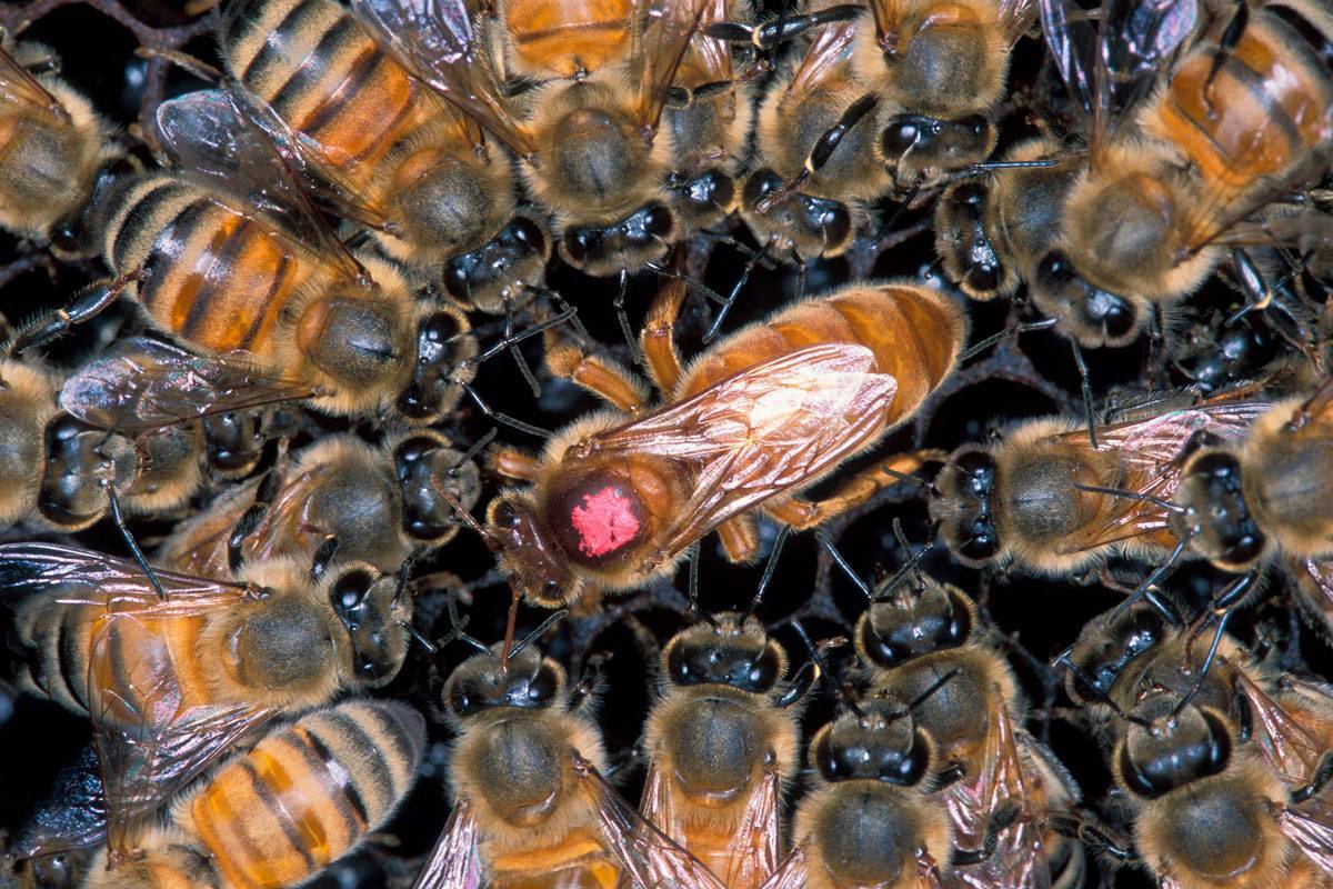 Сколько живут пчелы в зависимости от вида?