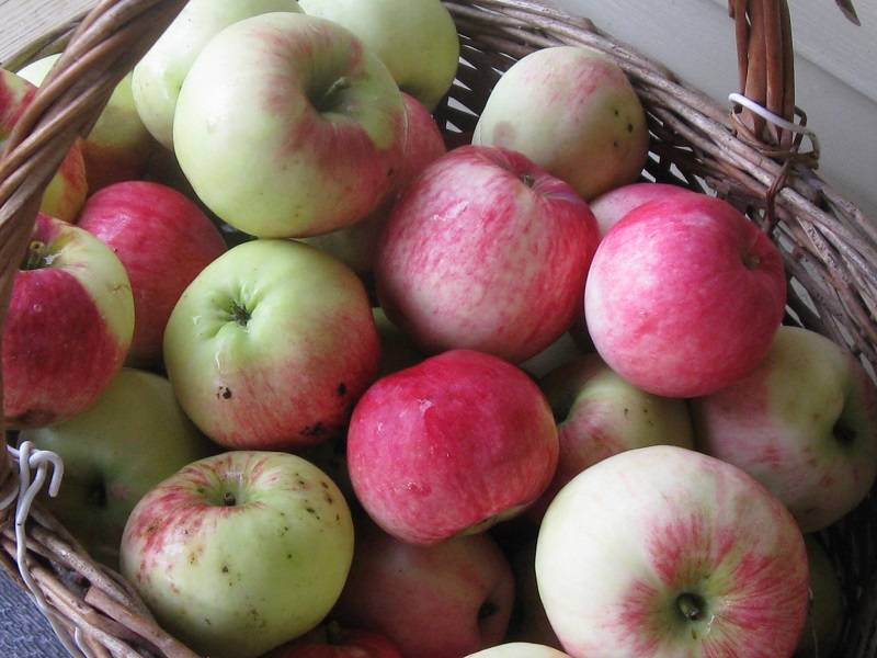 Яблоки мельба: описание сорта, фото, отзывы