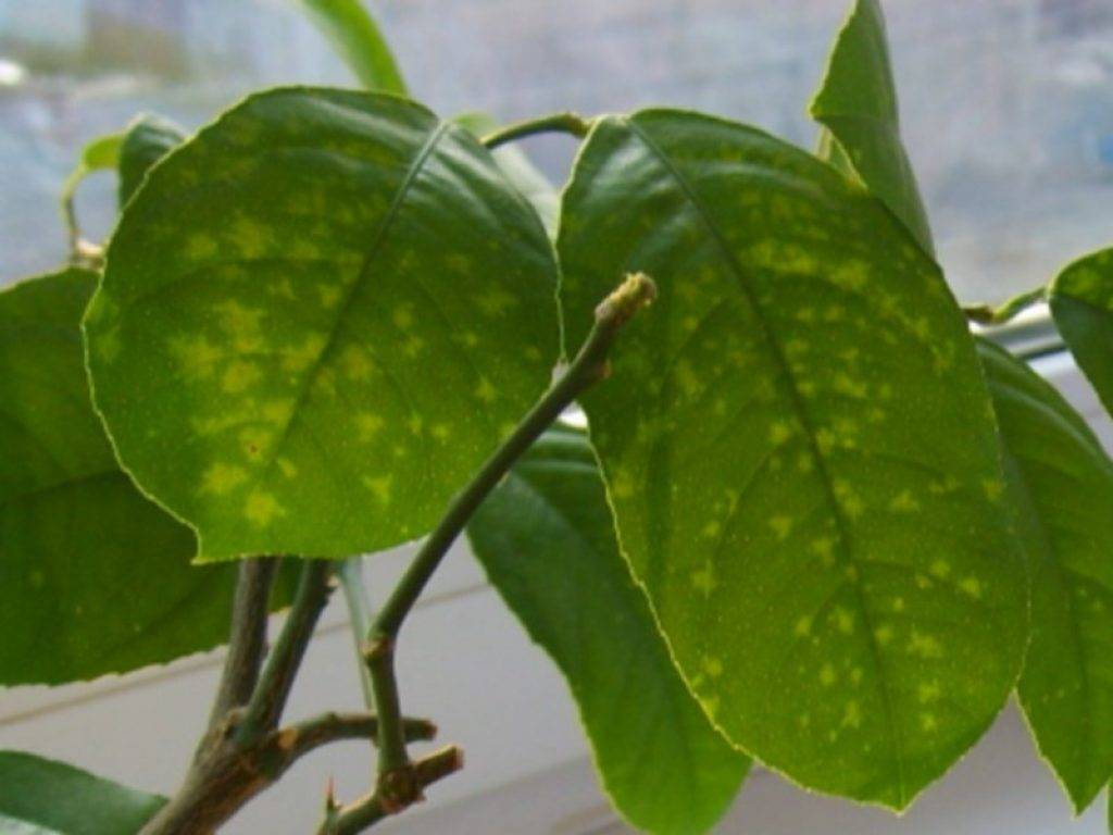 Почему у лимона сохнут листья по краям: как в домашних условиях сохранить их