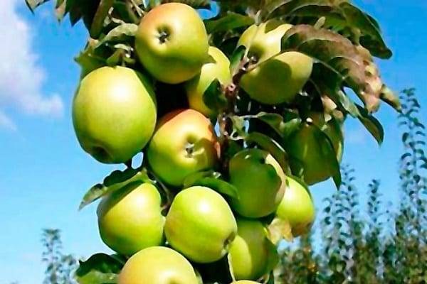 Яблоня славянка: описание и характеристика сорта, выращивание и уход, фото