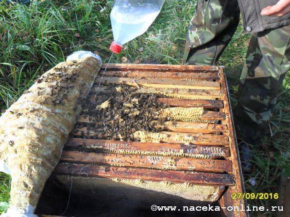 Бипин для пчел: инструкция, обработка пчел от клеща варроа
