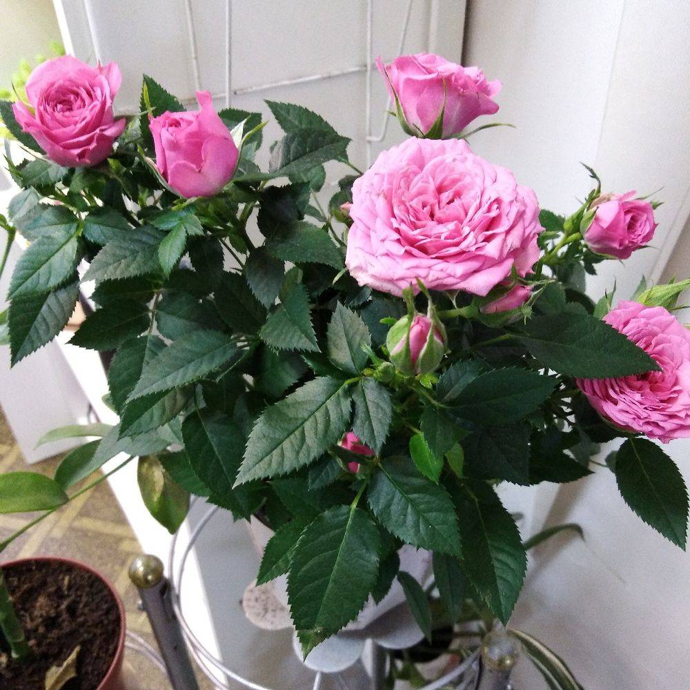 Комнатная роза: фото растения, виды и названия цветка, уход в домашних условиях