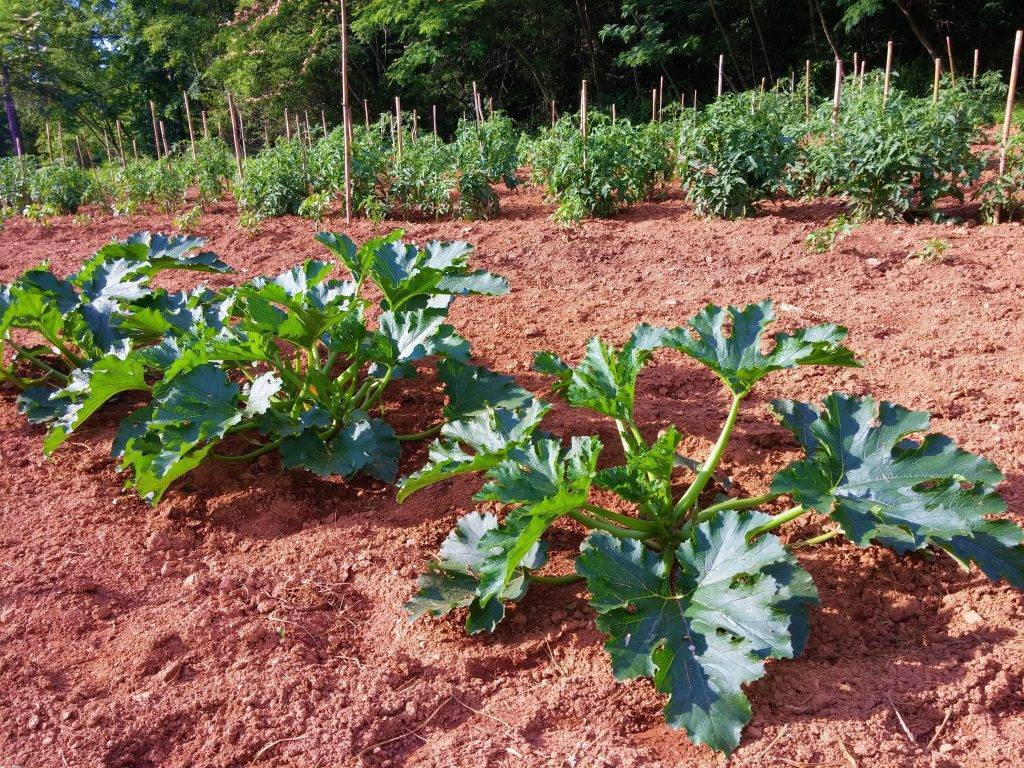 Выращивание кабачков на даче [подготовка, почва, посев]