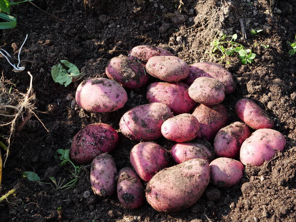 Один из самых почтительных среди отечественных дачников сорт картофеля — хозяюшка: описание и отзывы