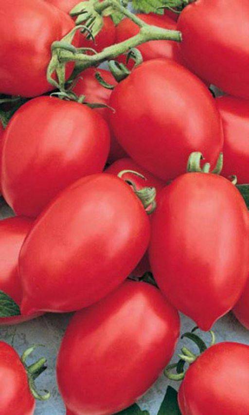 Семена:томат ни забот ни хлопот. томаты, семена овощей. , , . продажа и доставка по краснодару и россии.