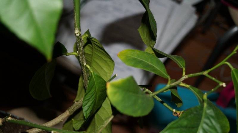 Скручиваются листья у лимона: почему и что делать, правила полива и удобрений