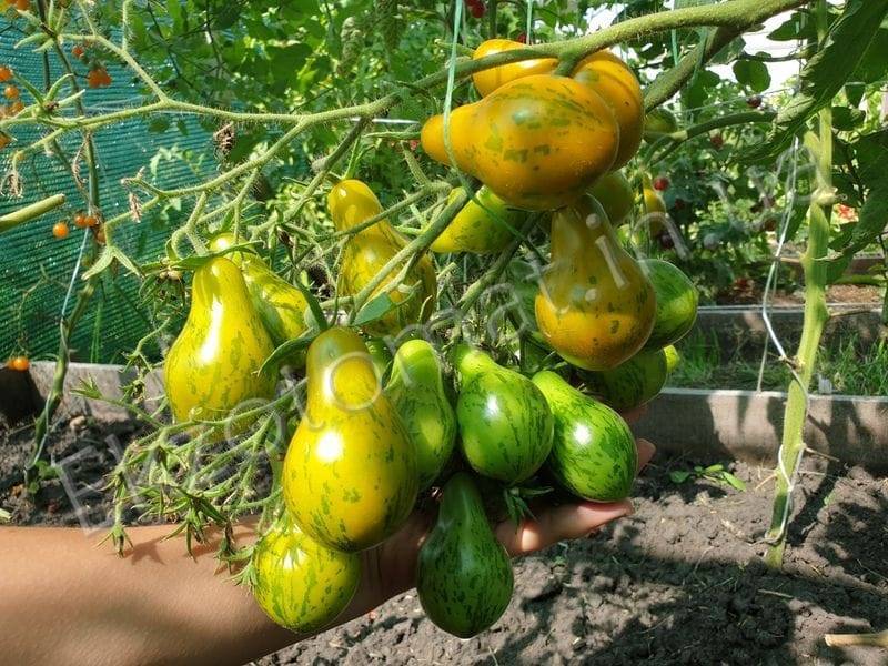 Описание среднеспелого сорта томата Майкл Поллан, выращивание и уход