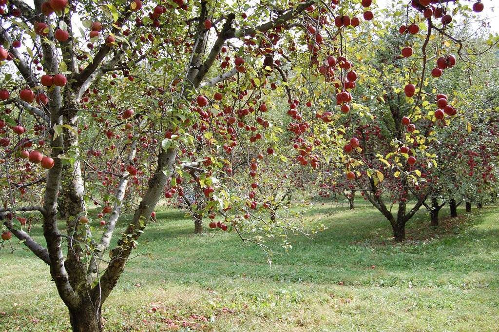 Что делать, если яблоня не плодоносит и почему это происходит