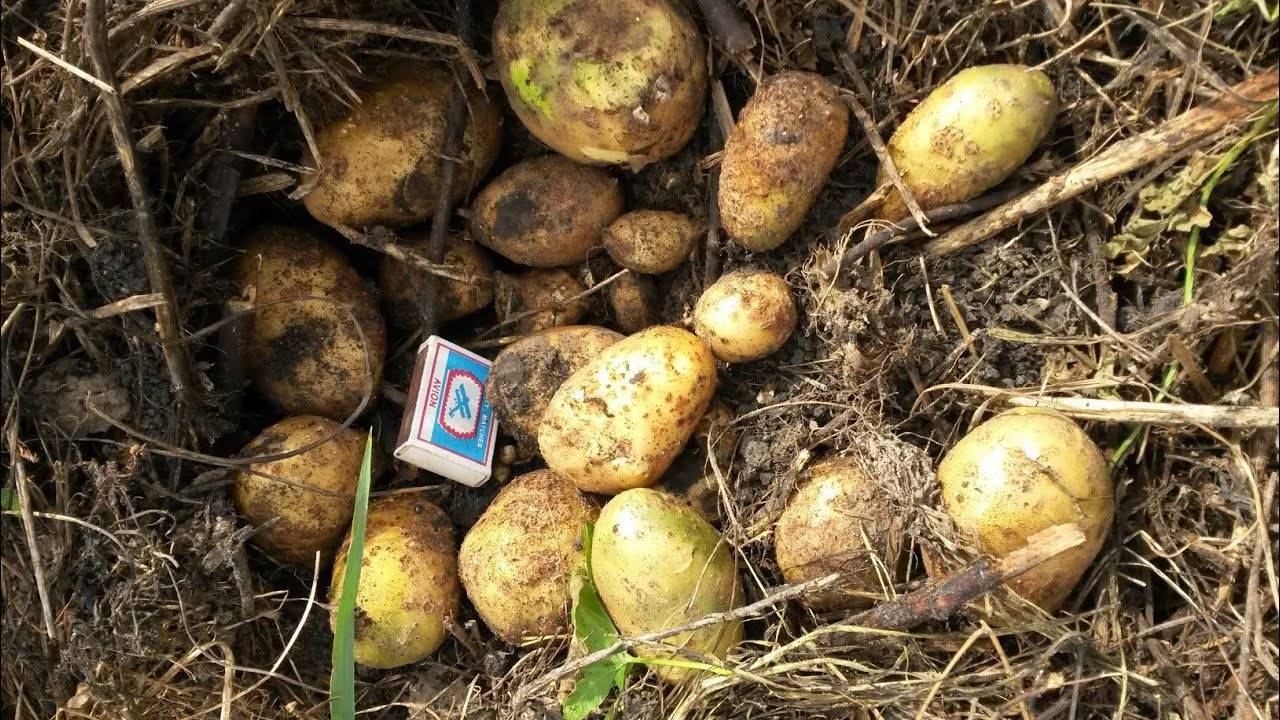 Сорт картофеля тулеевский: описание сорта, отзывы, фото