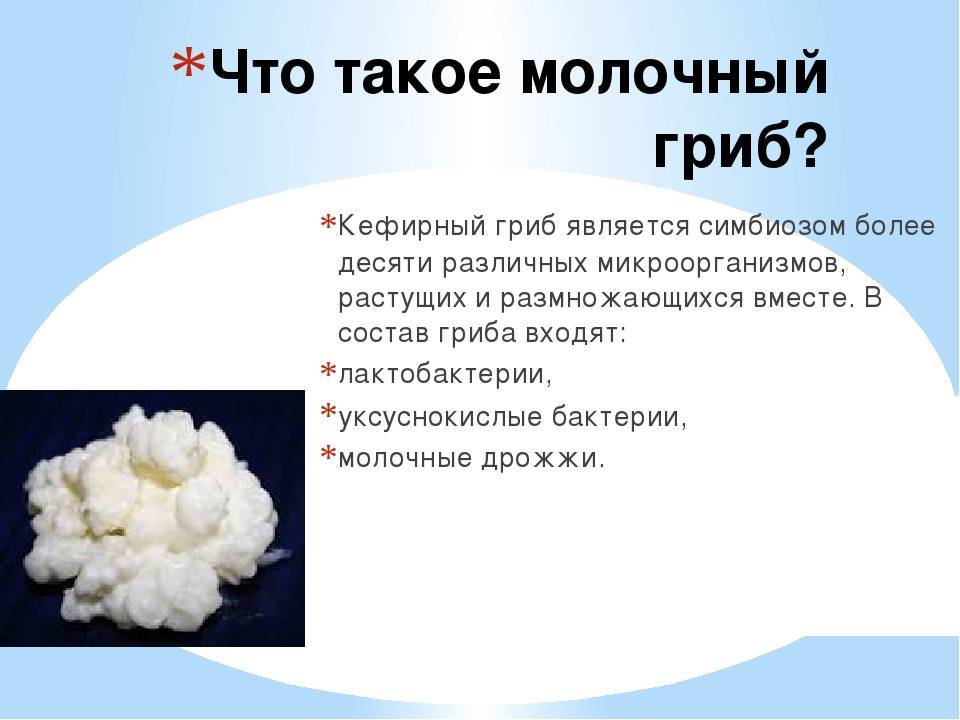 Тибетский гриб (молочный, кефирный): что такое, как вырастить — инструкция, как ухаживать, хранить, употреблять и полезные свойства, противопоказания, польза, вред
