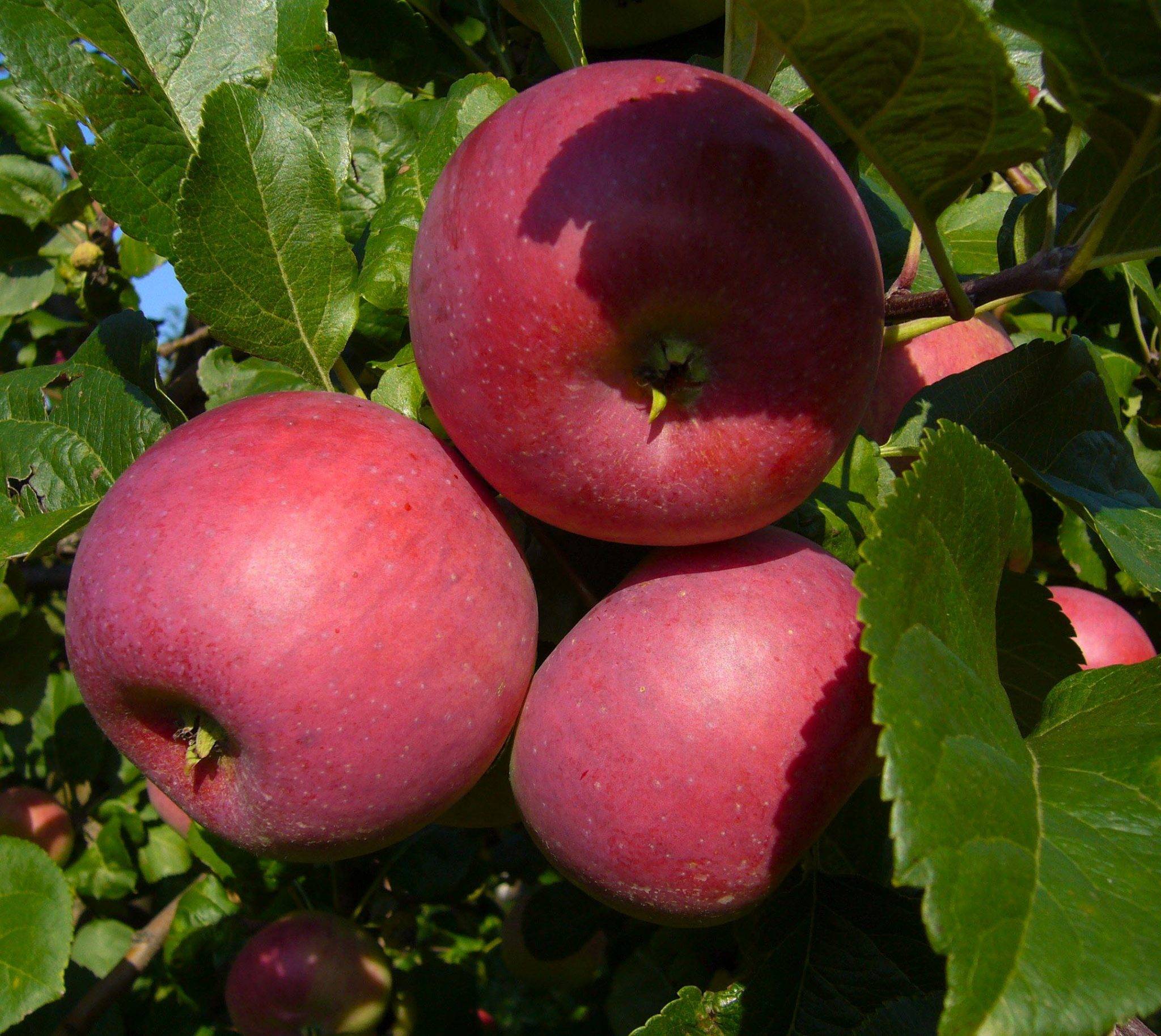 Описание сорта яблони ауксис: фото яблок, важные характеристики, урожайность с дерева