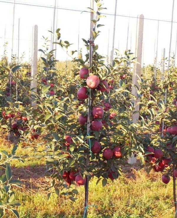 Карликовые яблони: топ-23 лучших сорта, описание и фото