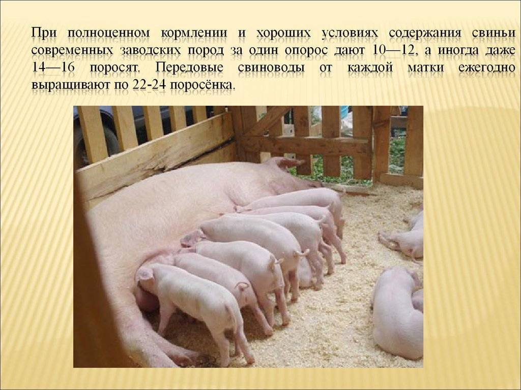 Правила разведения свиней в домашних условиях: что нужно знать начинающему свиноводу о содержании поросят