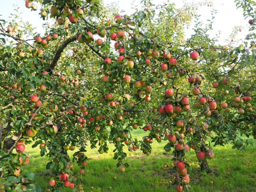 На какой год начинает плодоносить яблоня после посадки саженцев