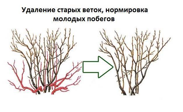 Обрезка черной смородины - когда и как правильно ее делать, видео, цели, схема, особенности
обрезка черной смородины - когда и как правильно ее делать, видео, цели, схема, особенности