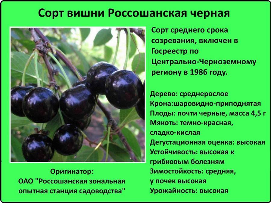 Вишня гриот московский: характеристика и описание сорта, опылители, фото в цвету
