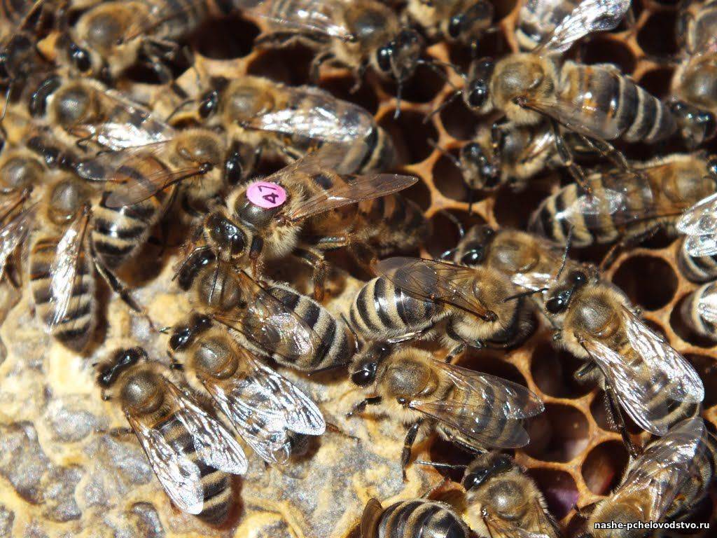 Пчелиные породы карника и карпатка |