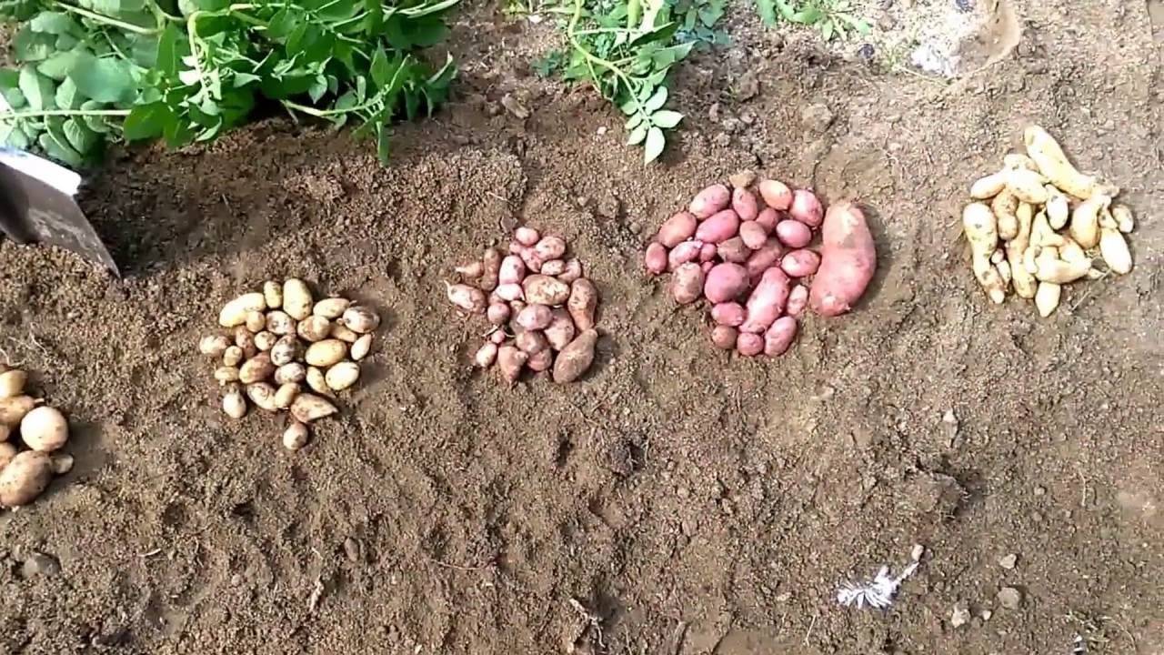 Выращивание рассады картофеля из семян в домашних условиях