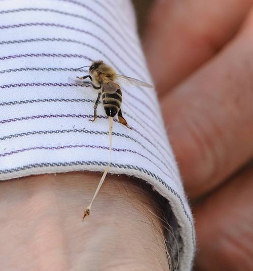 Как избавиться от боязни пчел