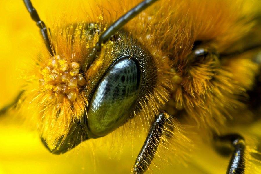 Сколько глаз у пчелы
