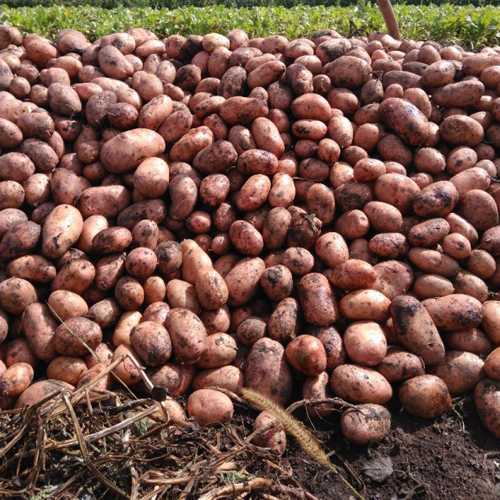 Сорт картофеля «славянка»: описание, качества, выращивание и уход: характеристики, свойства, методы