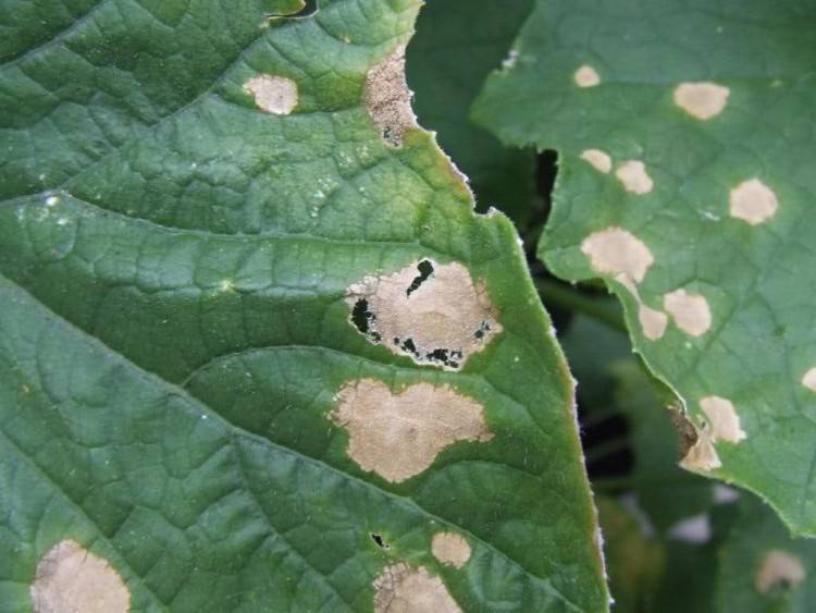 Ржавые пятна на листьях огурцов: причины, лечение
