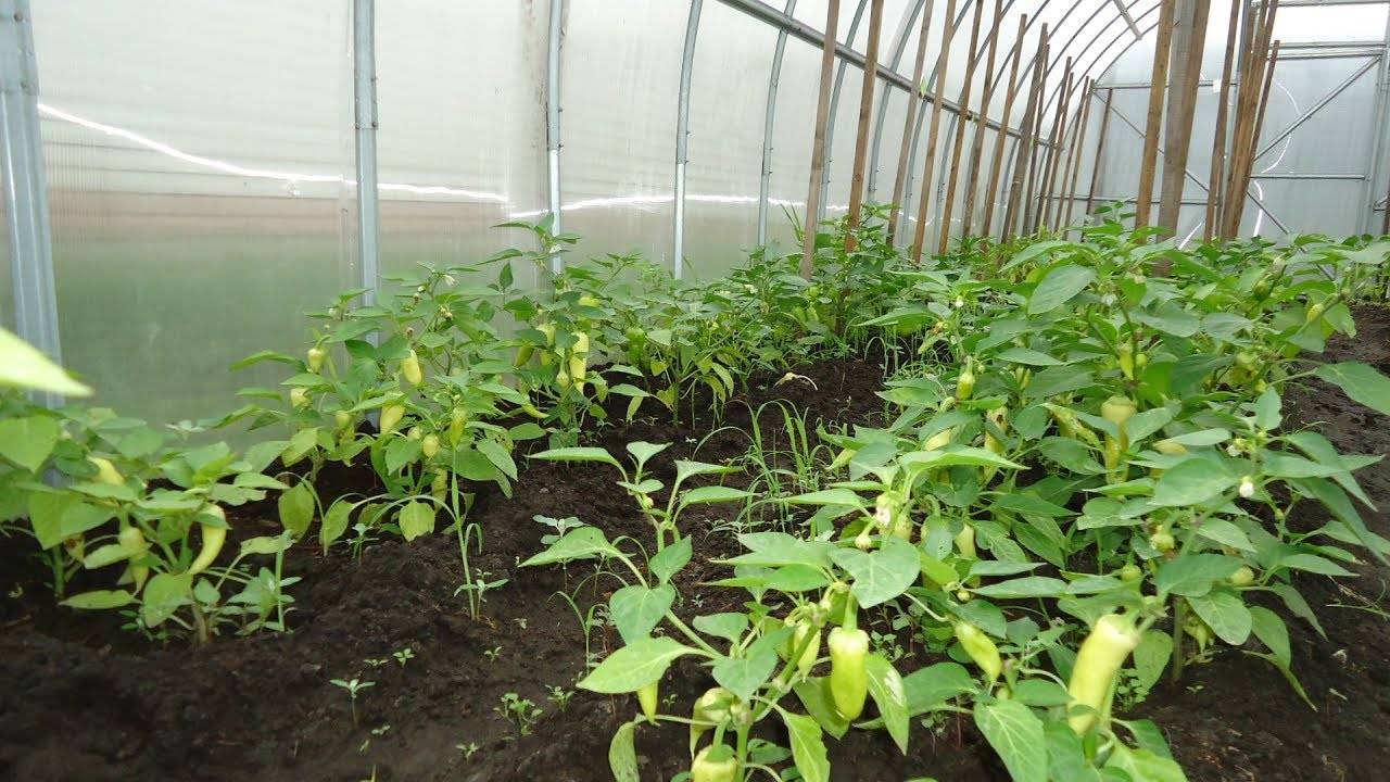 Рассада перца: выращивание и уход в открытом грунте, в теплице, в домашних условиях