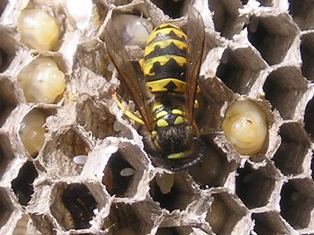 Земляные пчелы: виды, дают ли мед и надо ли от них избавляться