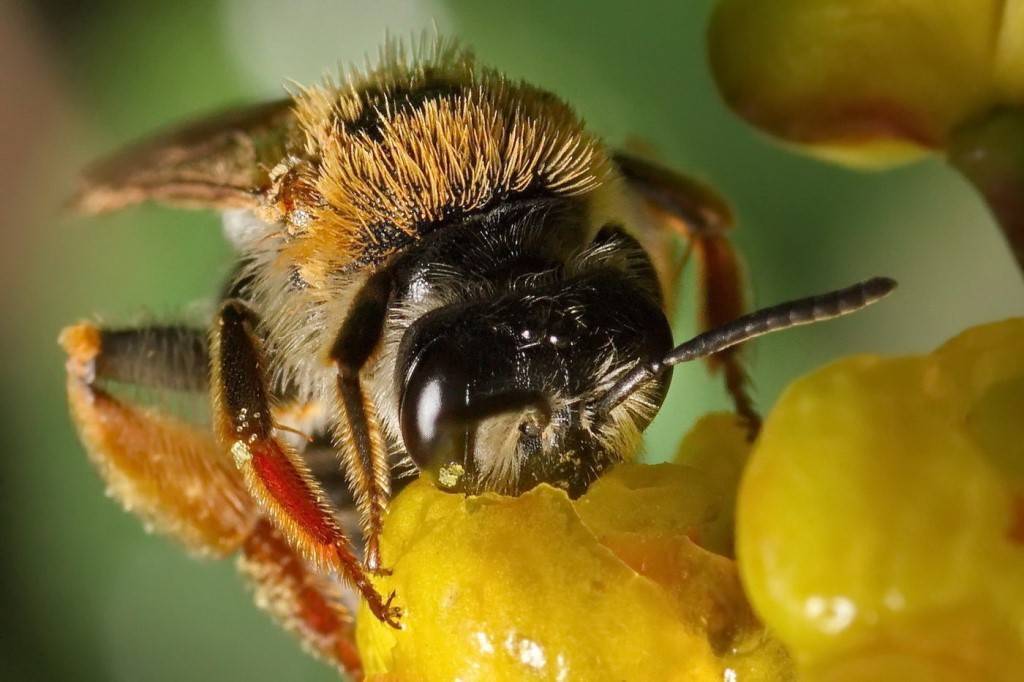 Об осином меде: делают ли осы мед, как собирают и производят осиный мед