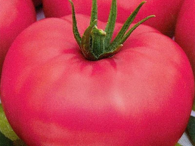 Томат малиновый звон f1: характеристика и описание сорта, фото помидоров, отзывы об урожайности помидоров