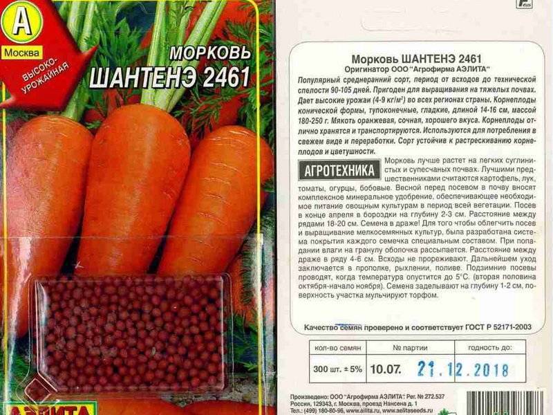 Посадка моркови осенью под зиму: как и когда сажать, подходящие сорта