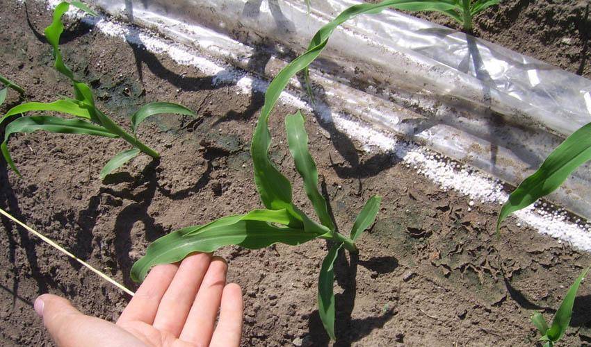 Посев кукурузы: нормы высева, сроки | огородник