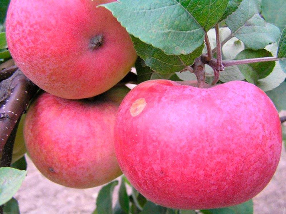 Яблоня аркад — как вырастить здоровое дерево