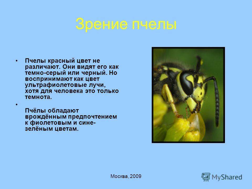 Описание органов зрения медоносных пчёл, сколько глаз у пчелы, простые и фасеточные глаза | tvercult.ru