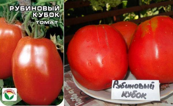 Ранние сорта томатов - ваш выбор для теплицы и открытого грунта