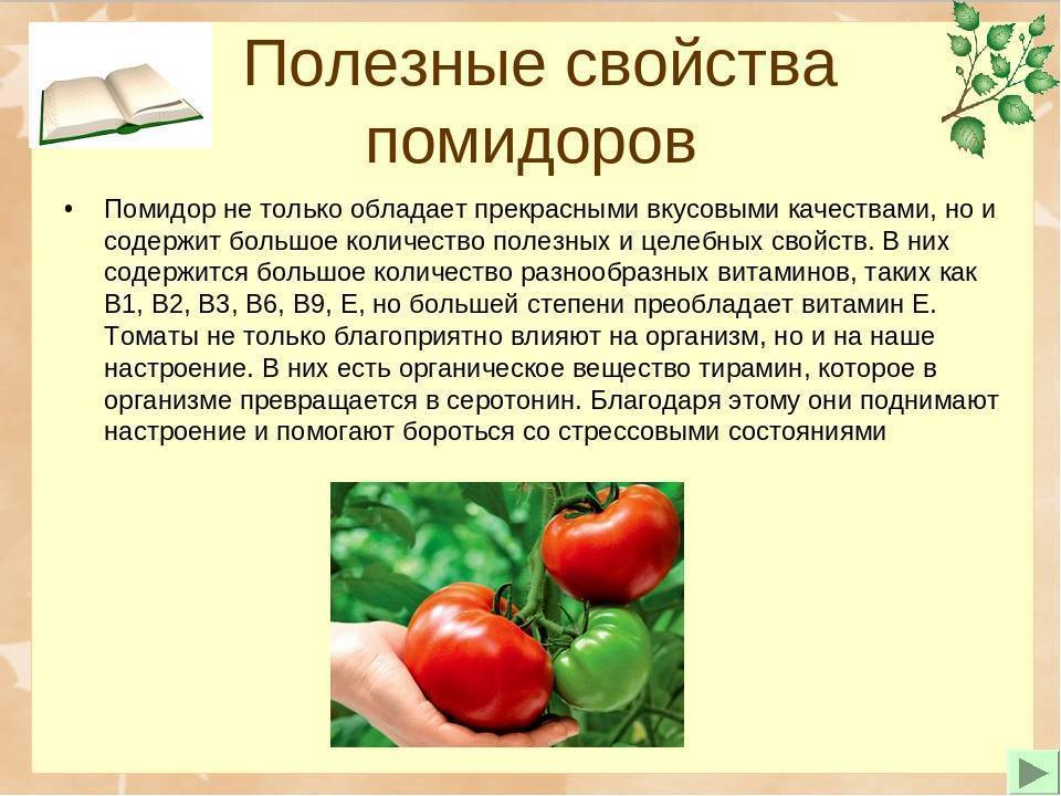 Польза помидоров и вред для организма: показания и противопоказания к применению томатов (110 фото и видео)