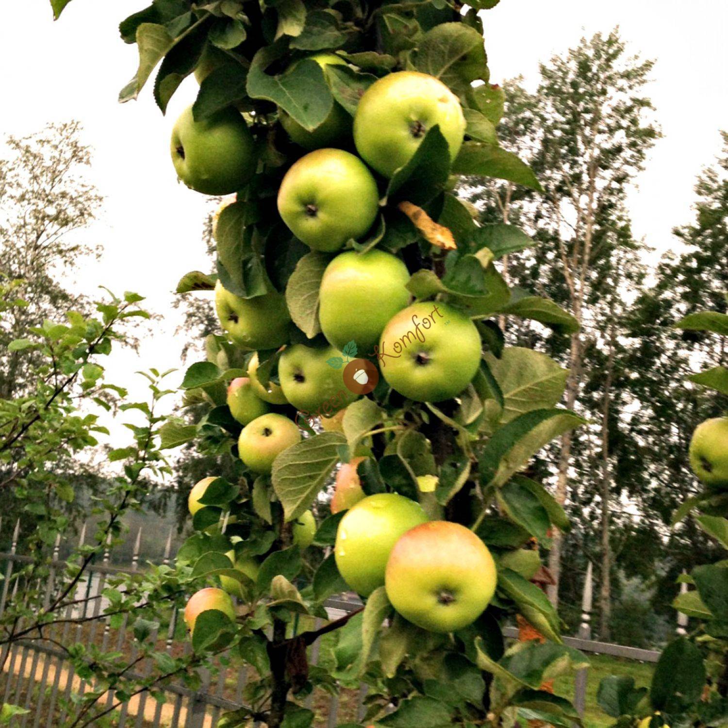 О колоновидной яблоне икша: описание и характеристики сорта, посадка и уход