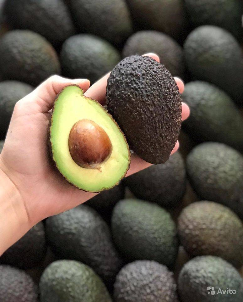 Сорт авокадо хаас — отличия, полезные свойства, калории, бжу