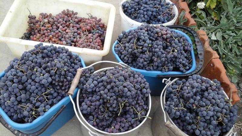 Хранение винограда в погребе зимой: экспертное руководство