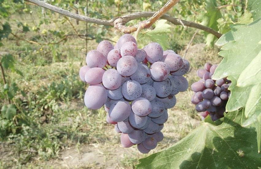 Виноград низина: описание сорта, фото, посадка и уход