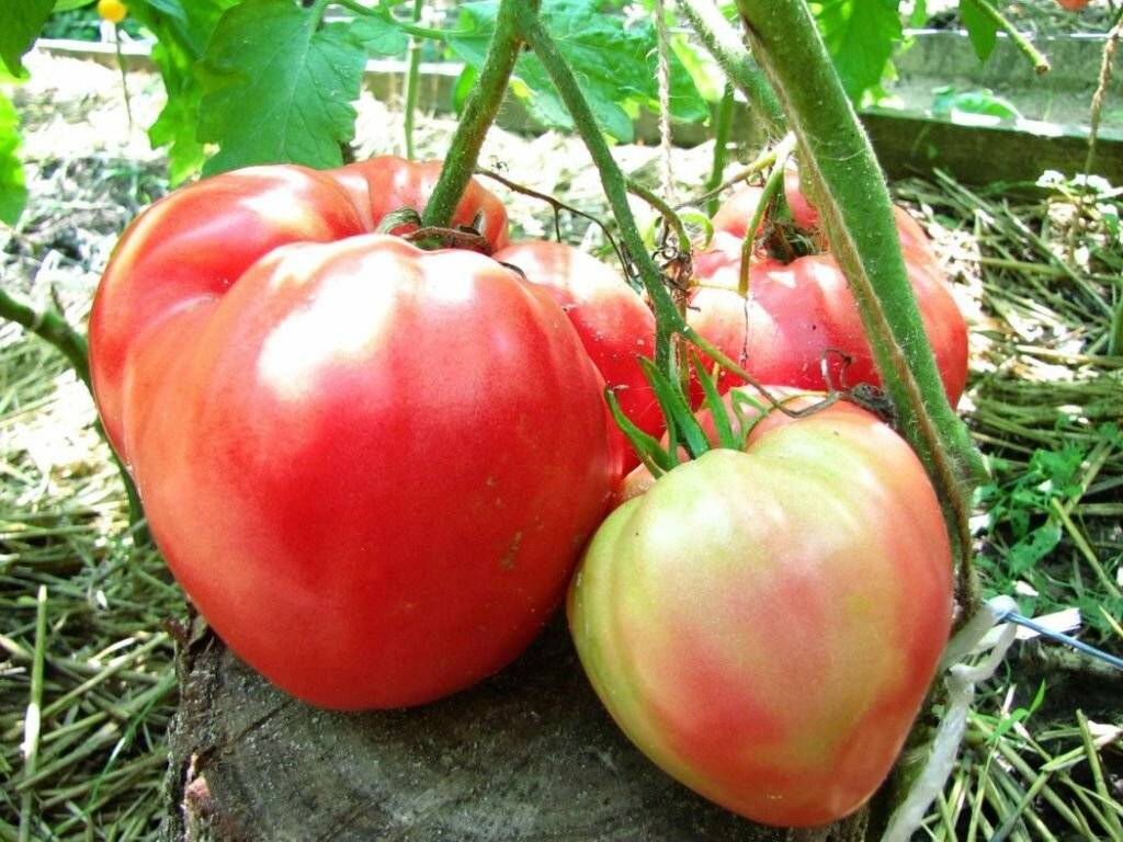 Описание и характеристики самых сладких сортов томатов для теплиц и открытого грунта
