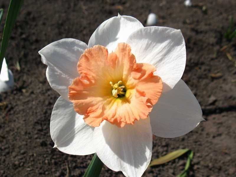 Нарциссы: немного солнца в вашем саду