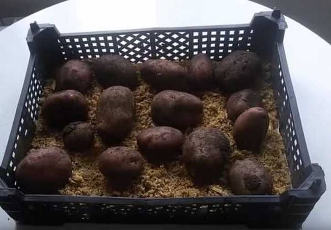 Проращивание и обработка картофеля перед посадкой, | все, что нужно знать о даче
