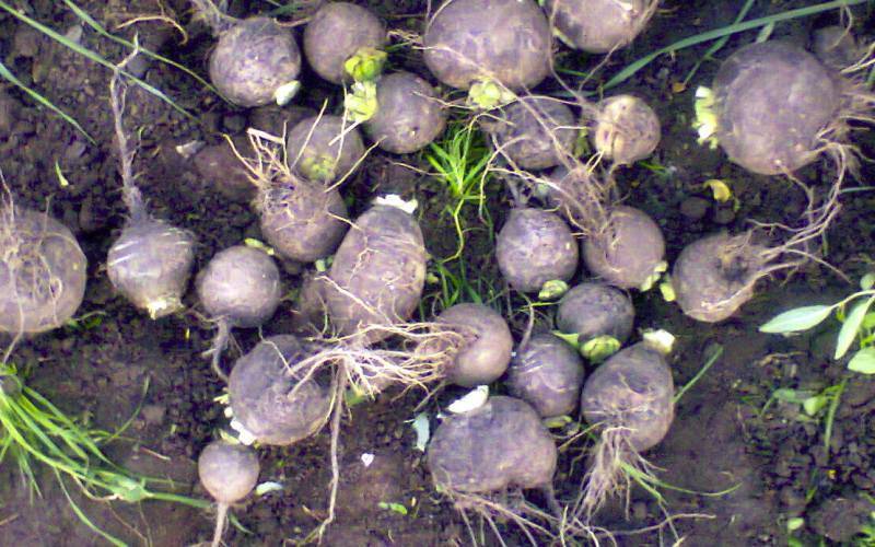 Сроки посадки редьки семенами в открытый грунт
